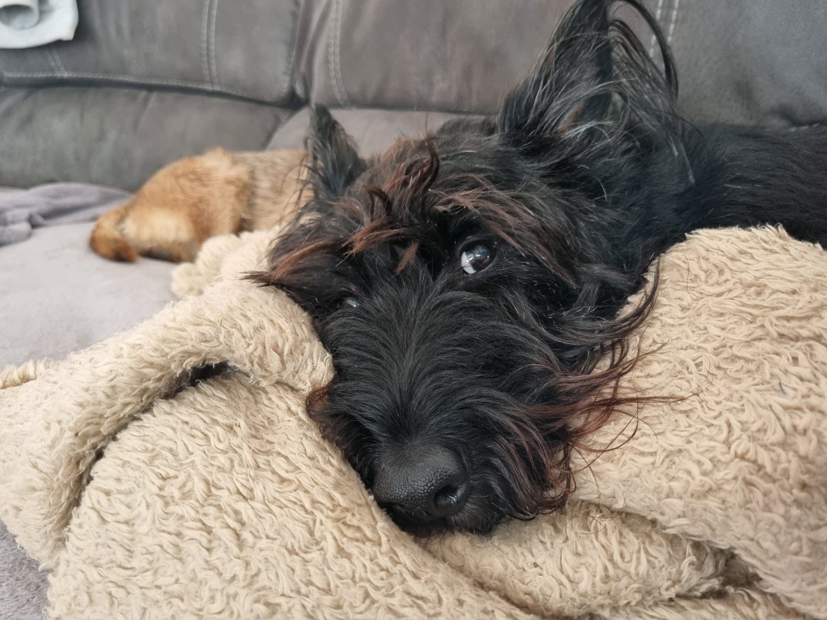 House_Carrot's tweet photo. Its a day to stay in the warm and dry, so no Im not gonna move from here. #dogsoftwitter #ScottiesRock #SnuggleUp https://t.co/w7esoGrcjz