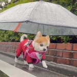 雨の日の散歩も快適に？♪『犬専用傘』が可愛すぎる!