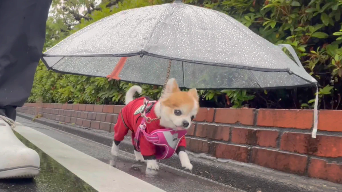 雨の日の散歩も快適に？♪『犬専用傘』が可愛すぎる！