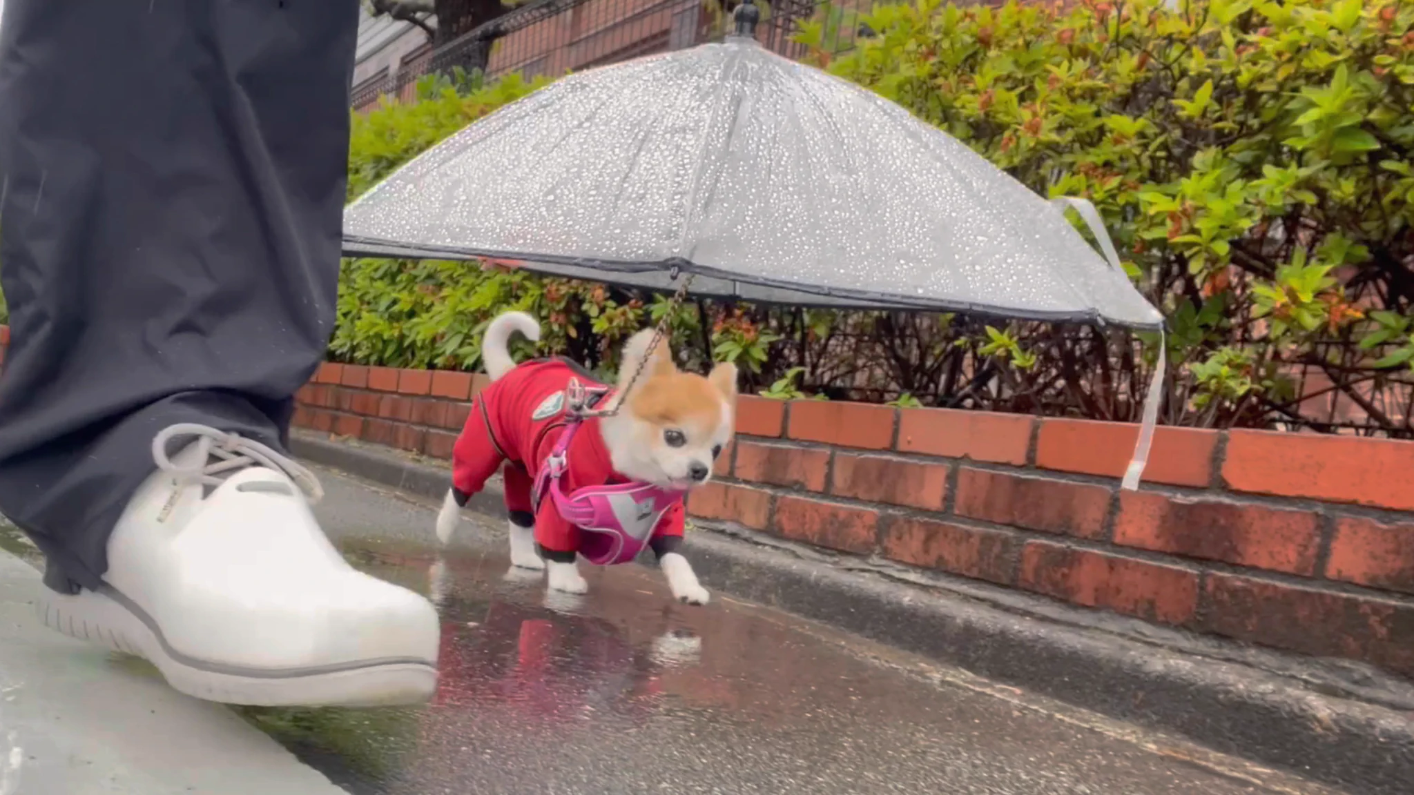 雨の日の散歩も快適に？♪『犬専用傘』が可愛すぎる！