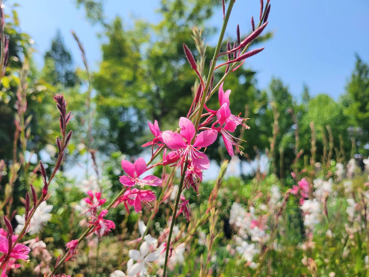 お天気のいい日、 太陽に照らされて元気に咲いていたガウラ🌼 全体に長い毛がある多年草🔍 細長いめしべとおしべが繊細なイメージのお花ですが, 暑さや寒さに強いのが特徴です😊