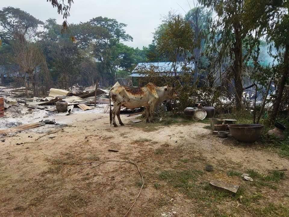 BryanOC55893120's tweet photo. Tw // Sensitive Contents,
In Thargaya village, KhinOo tsp, SAC troops killed a 79 yo elderly woman and burnt down over 70 residential properties, about 10,000 grains of rice, and livestocks on Jun 4, reportedly. #2022Jun6Coup #HelpMyanmarIDPs #WhatsHappeningInMyanmar https://t.co/dnmvH5mq5o