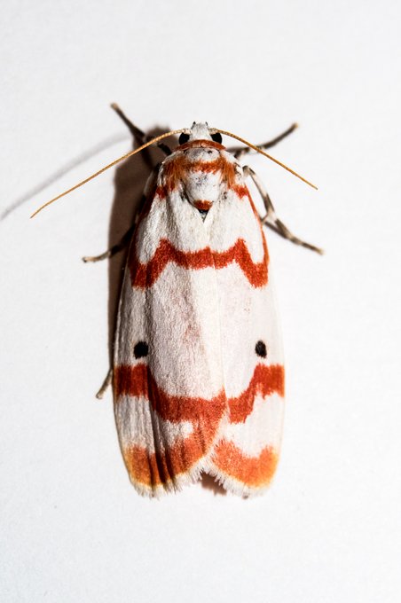 コンビニで拾った
アカスジシロコケガでいいかいな

うつくしかっこいい 