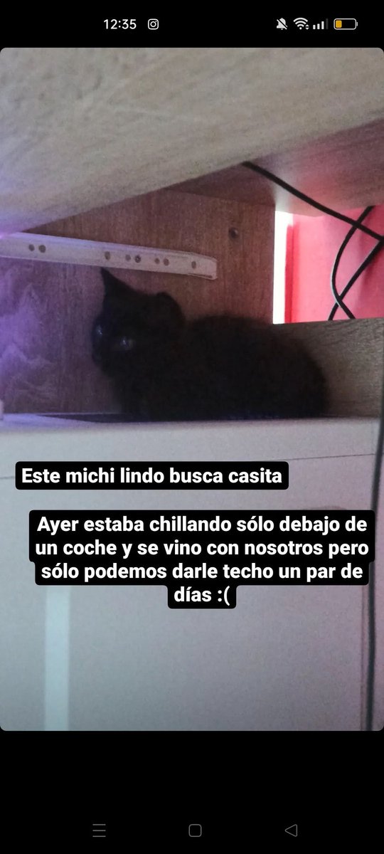 PJnb15's tweet photo. Este pequeño mucho busca hogar lo encontramos ayer debajo de un coche por  la noche maullando solo, decidí traerlo a casa temporalmente, es súper cariñoso y mimoso, Gran Canaria📍
Si pueden colaborar con un rt o saben de alguien que busque un gatito se los agradecería 🙏 https://t.co/xEqeXsaefQ