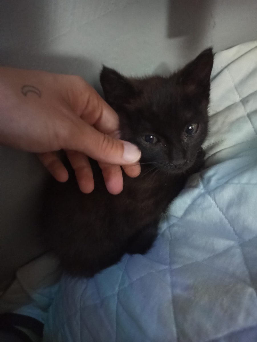 PJnb15's tweet photo. Este pequeño mucho busca hogar lo encontramos ayer debajo de un coche por  la noche maullando solo, decidí traerlo a casa temporalmente, es súper cariñoso y mimoso, Gran Canaria📍
Si pueden colaborar con un rt o saben de alguien que busque un gatito se los agradecería 🙏 https://t.co/xEqeXsaefQ