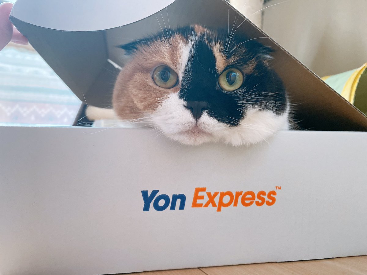 picopicopchan's tweet photo. あーーー
このちくちゃんかわいすぎるってーーー
#スコティッシュフォールド #猫 #ネコ #ねこ #cat #三毛猫 #キャリコ #猫写真 #猫のいる幸せ #猫のいる暮らし
#YonExpress #04LS #フォーリミ #04LimitedSazabys https://t.co/mLJH2Rhlz5