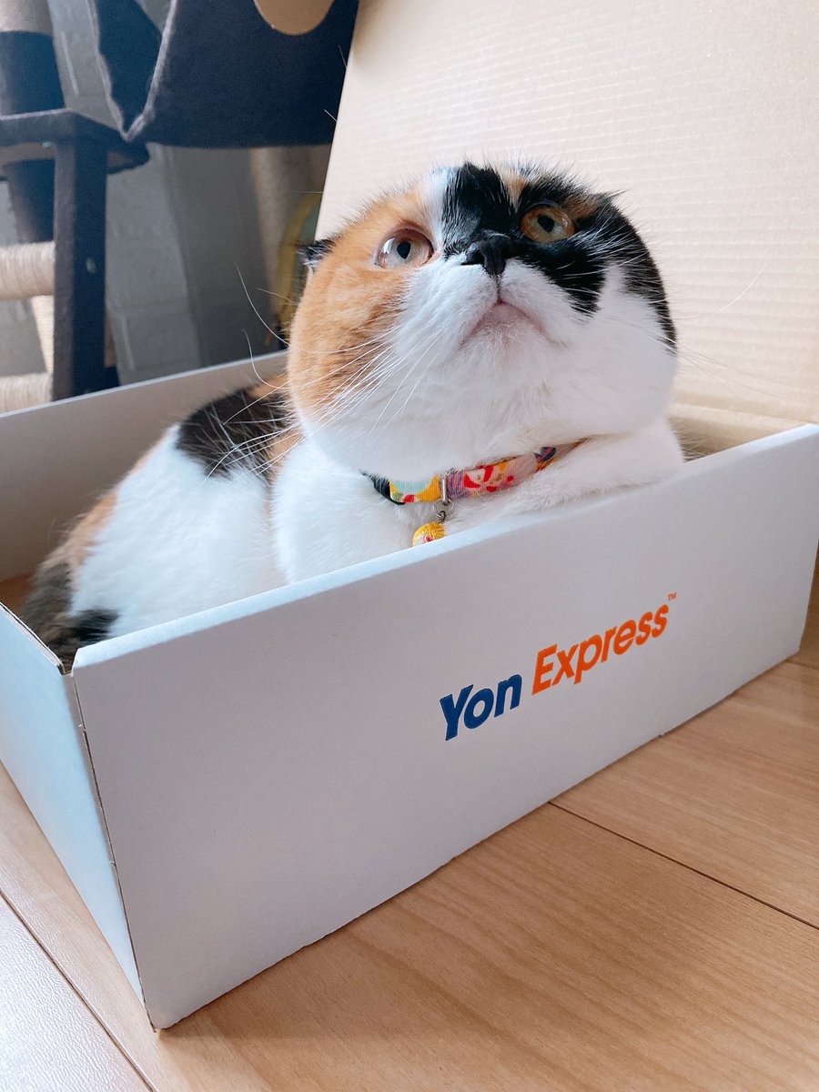 picopicopchan's tweet photo. あーーー
このちくちゃんかわいすぎるってーーー
#スコティッシュフォールド #猫 #ネコ #ねこ #cat #三毛猫 #キャリコ #猫写真 #猫のいる幸せ #猫のいる暮らし
#YonExpress #04LS #フォーリミ #04LimitedSazabys https://t.co/mLJH2Rhlz5