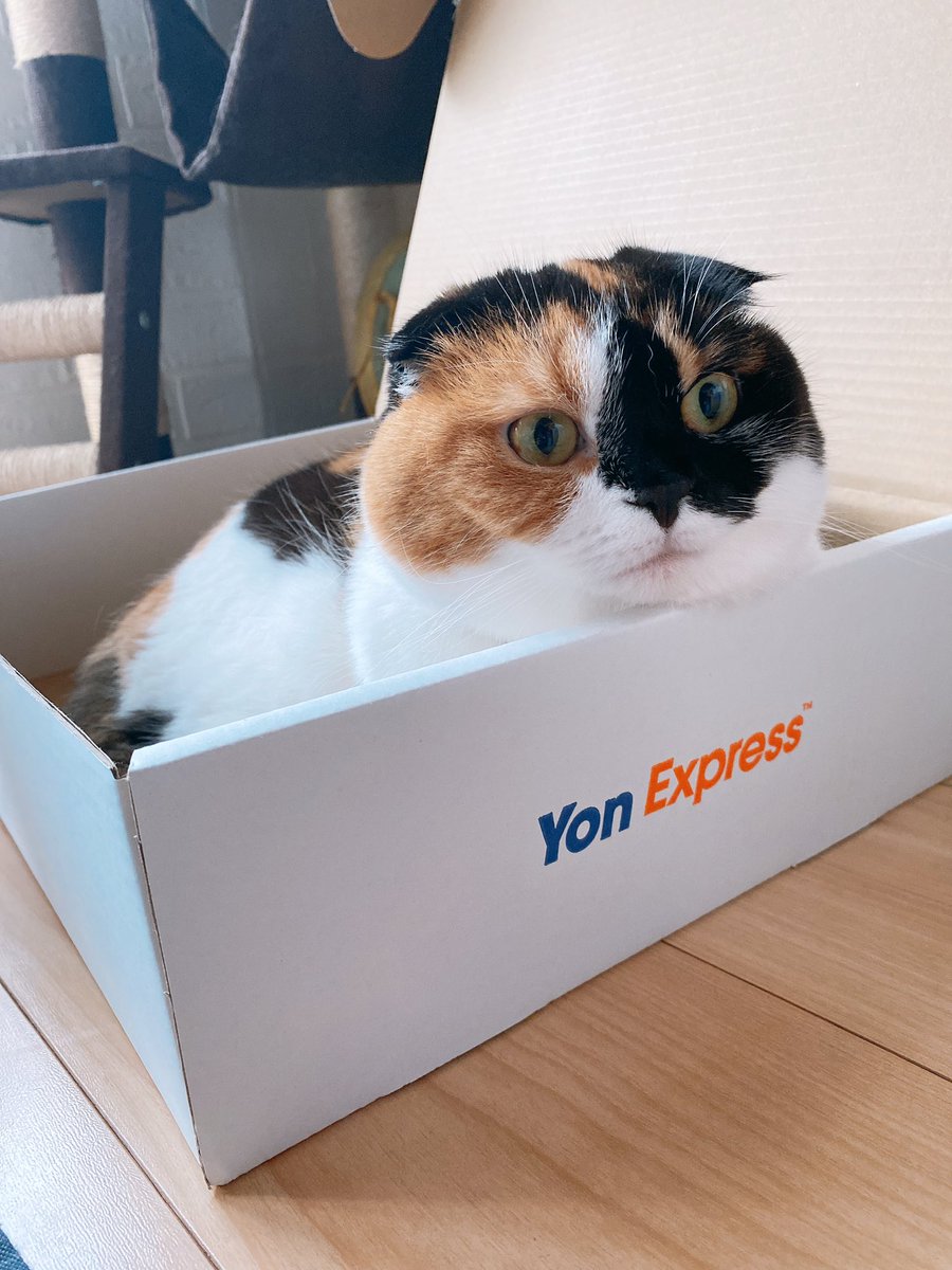 picopicopchan's tweet photo. あーーー
このちくちゃんかわいすぎるってーーー
#スコティッシュフォールド #猫 #ネコ #ねこ #cat #三毛猫 #キャリコ #猫写真 #猫のいる幸せ #猫のいる暮らし
#YonExpress #04LS #フォーリミ #04LimitedSazabys https://t.co/mLJH2Rhlz5