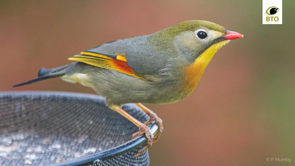 _BTO's tweet image. Red-billed Leiothrix - cause for concern? The Guardian&apos;s coverage of new research on this potentially invasive species includes advice from BTO 👉 bit.ly/395yLSq
@BirdTrack is the place to report your sightings.
@woodlandbirder @ibis_journal @UK_CEH @phoeb0
