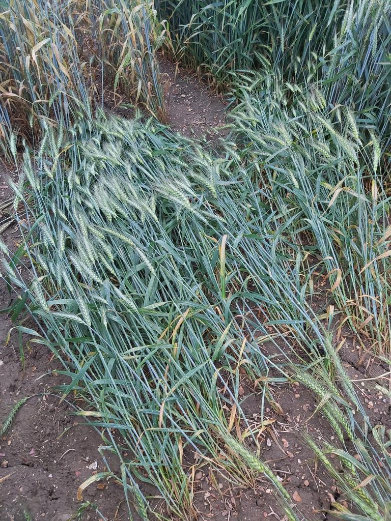 Looks like a few lines couldn't stand up to the rain yesterday. Luckily, not any of our breeding material, part of an ongoing research project