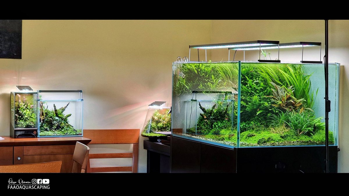 FaaoAquascaping's tweet image. My green corner 🌿
#faao #faaoAquascaping #Aquaflora #ilaeuropa #twinstarEU #Prodibio #seachem #thelightground #FelixSmart #oase #aquanaturae #strideways #aquascaping