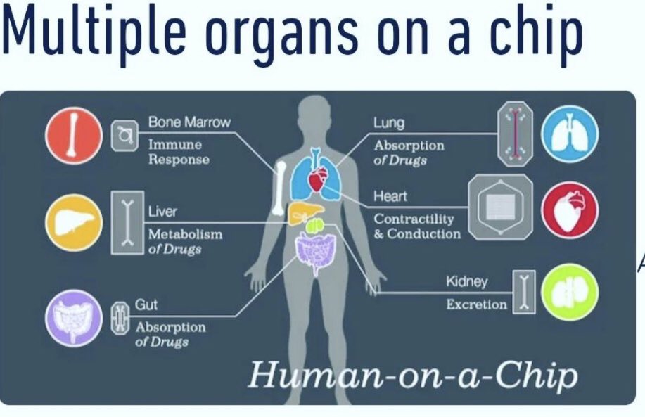 MackenStacey's tweet photo. @ukhomeoffice it’s time to save human lives by using accurate modern technological methods and stop approving the horrific pointless animal suffering that has lead to drug failures and injuries #freethembrbeagles #elveflow

Organs-on-chips | https://t.co/OCaobC5Cqa via @YouTube https://t.co/gPweHYpNjd