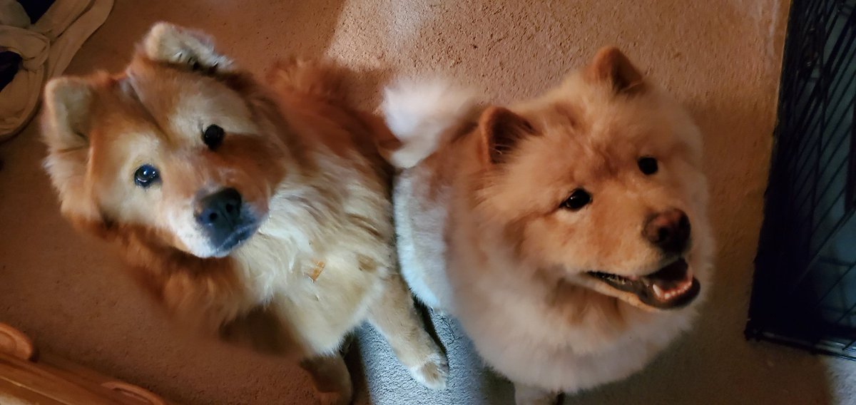 chowobsessed's tweet photo. @Hahne_Elyse Go RV camping with my hubby of almost 32 years and my sweet chows.  We all love it! https://t.co/NsXshBDVi7