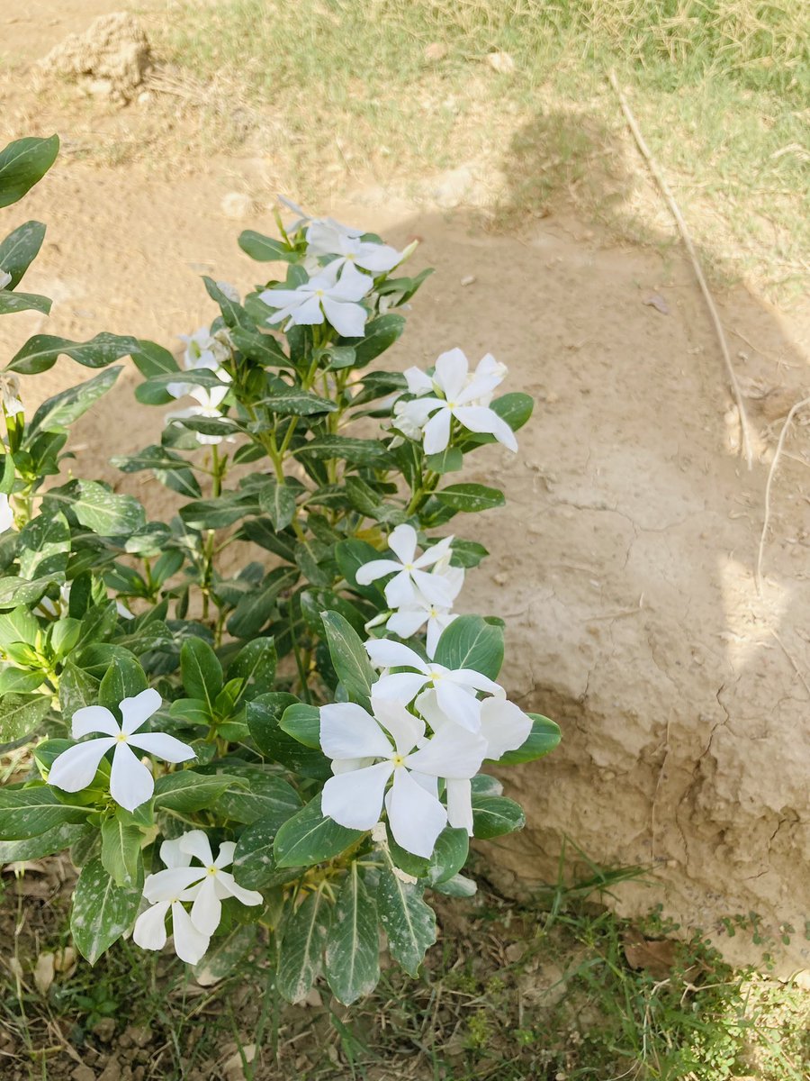 kalashjangra's tweet photo. 🌸🥰🌸 📸 By : @kalashjangra follow : @kalashjangra #osm #kaint #nature #kalashjangra #vibes #love #lovenature #insta #twitter #today #gjb #photography #PHOTOS #photo #PhotographyRedefined @kalashjangra https://t.co/LK5rv5KEz0