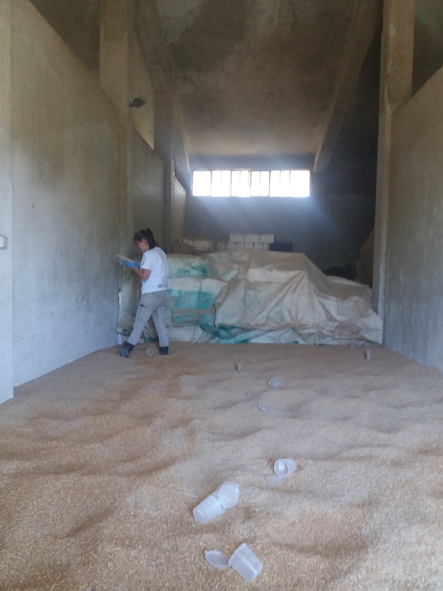 THESgi - Farmers' Cooperative of Thessaly (@thesgicoop) on Twitter photo Ολοκληρώθηκαν οι τελευταίες Δειγματοληψίες του Πειράματος σε πραγματικές συνθήκες αποθήκευσης δημητριακών στα πλαίσια της Ενότητα Εργασίας 4 του έργου <a href="/DiatomiteThem/">DiatomiteThem</a>
#Αποθήκευση #Δημητριακά #Διάτομα #Γη_Διατόμων #ΕΡΕΥΝΩ_ΔΗΜΙΟΥΡΓΩ_ΚΑΙΝΟΤΟΜΩ #diatomite Ολοκληρώθηκαν οι τελευταίες Δειγματοληψίες του Πειράματος σε πραγματικές συνθήκες αποθήκευσης δημητριακών στα πλαίσια της Ενότητα Εργασίας 4 του έργου <a href="/DiatomiteThem/">DiatomiteThem</a>
#Αποθήκευση #Δημητριακά #Διάτομα #Γη_Διατόμων #ΕΡΕΥΝΩ_ΔΗΜΙΟΥΡΓΩ_ΚΑΙΝΟΤΟΜΩ #diatomite