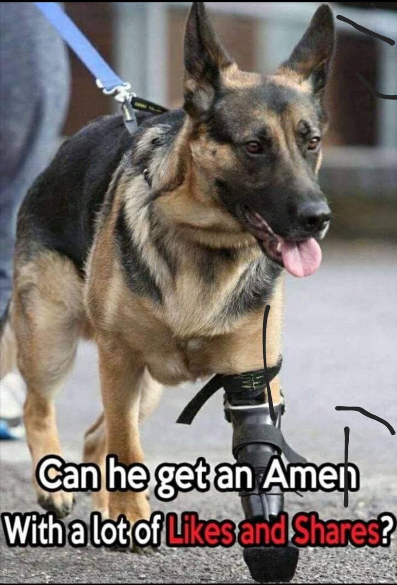 thehappydog_'s tweet photo. Can he get an " Amen " , With a lot of Likes and Shares ? 🙏❤ https://t.co/HAS4nGMCge