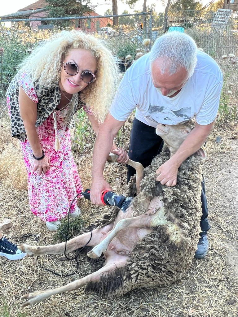 VBourcet2022's tweet photo. [2/2] Pour accompagner cet échange constructif, j'ai eu l'honneur de me voir proposer de participer à la tonte d'un mouton. Une expérience unique qu'il ne m'avait encore jamais été donné de vivre. https://t.co/rfrMktrZN4