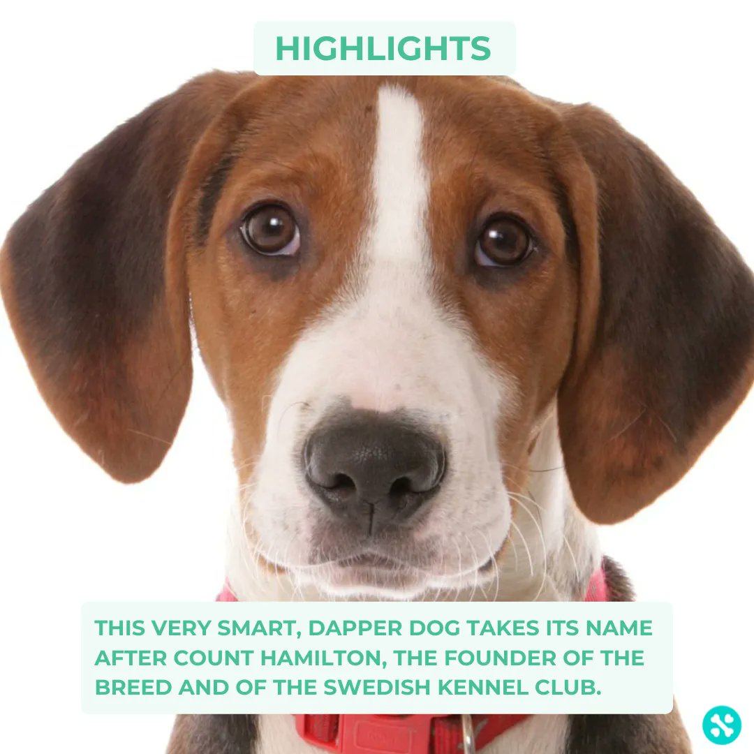 Tailwise 🐾 tweet media