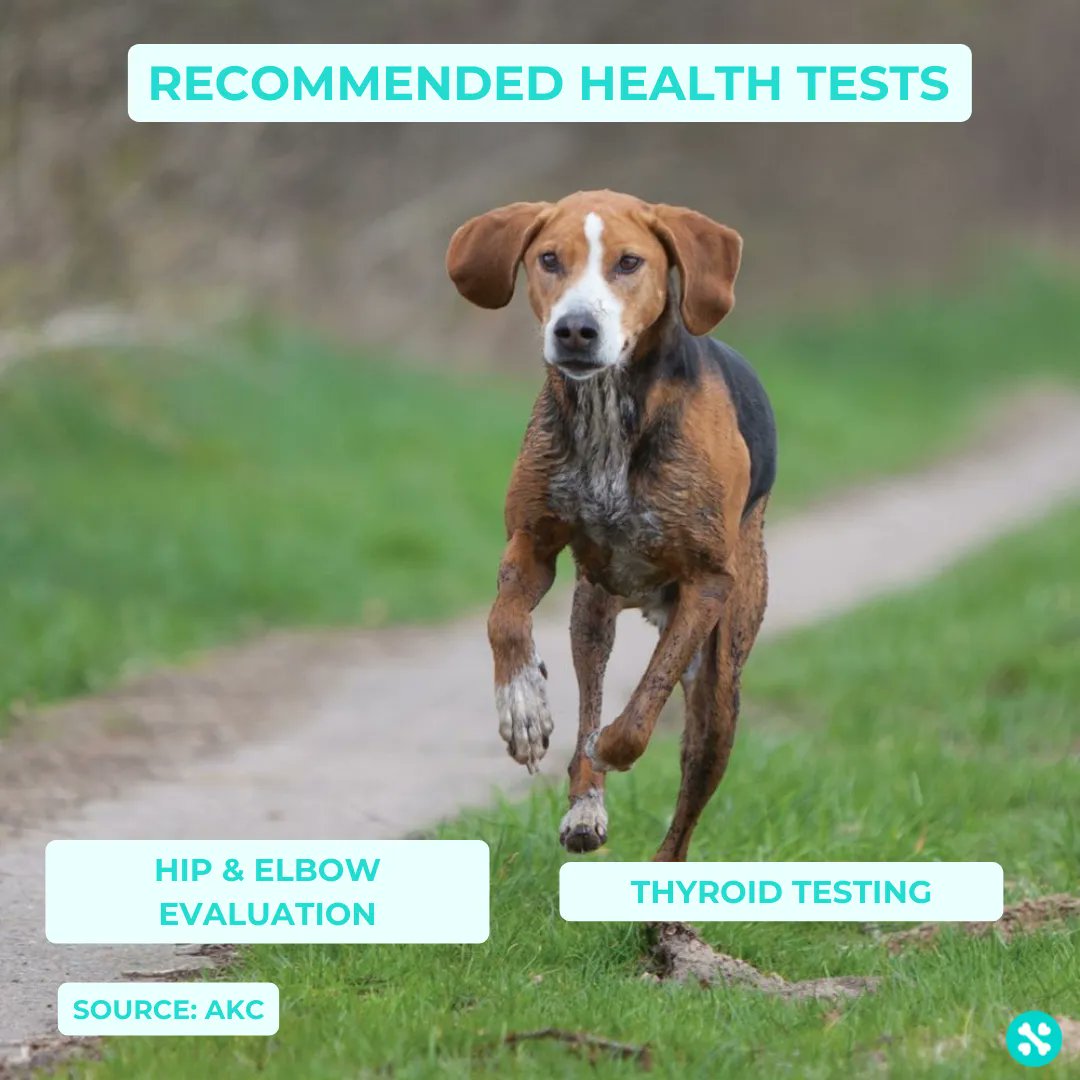 Tailwise 🐾 tweet media