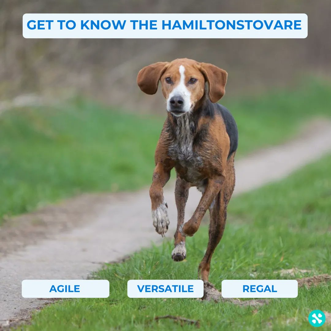 Tailwise 🐾 tweet media