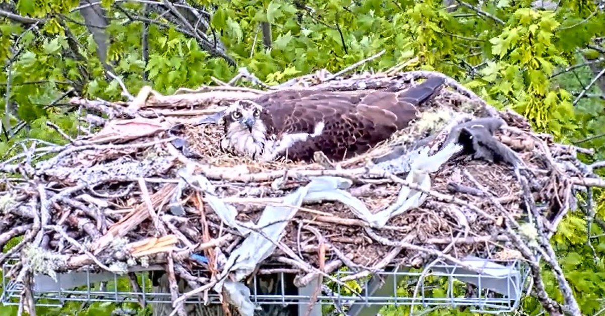 NB Power tweet media