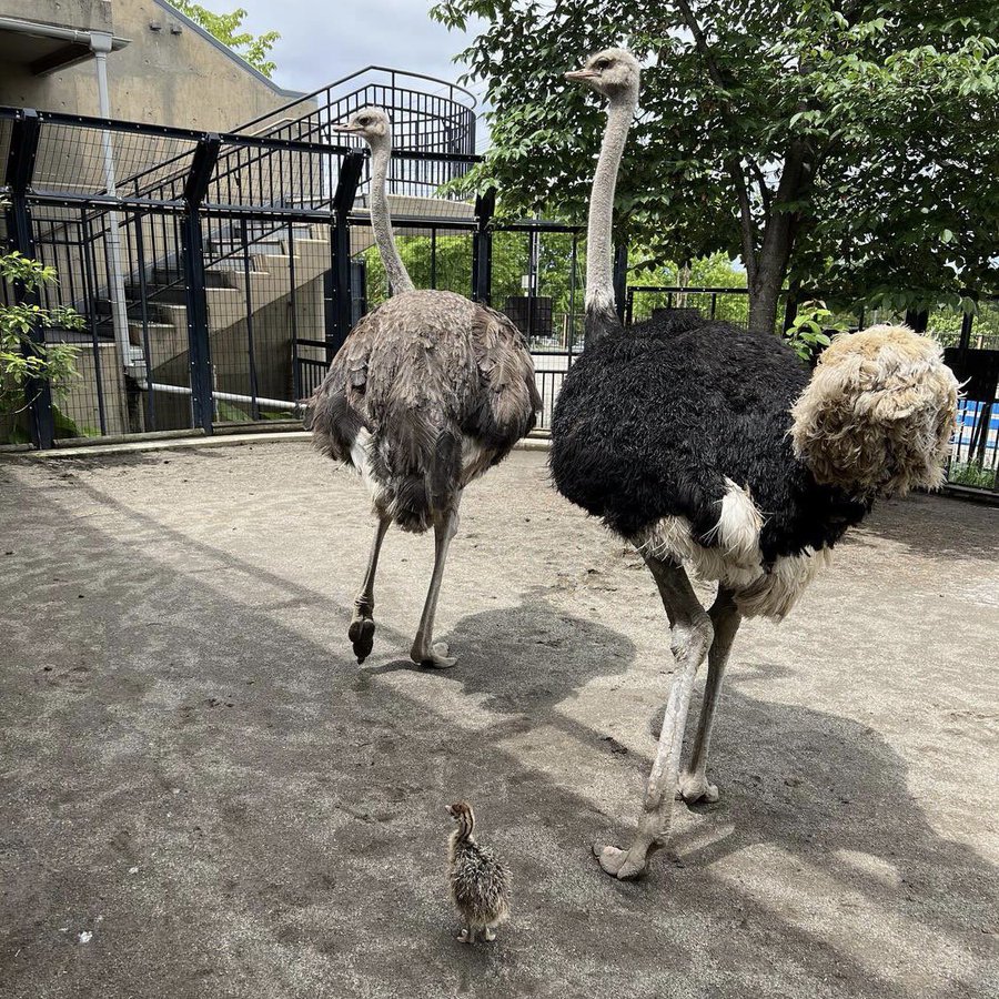 すごいぞダチョウ 知れば知るほど面白いダチョウの生態と特徴 Zoo Zoo Diary