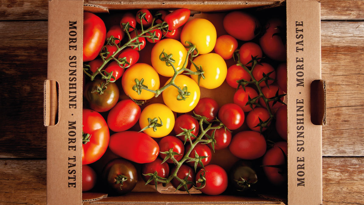 vandmsw's tweet photo. We are spoilt for choice with a wonderful selection of tomatoes available from our growers at The Tomato Stall from the Isle of Wight 🧑‍🌾
 
#vandmsw #fresh #produce #southwest #groceries #homedelivery #localcollection #quality #tomatoes @iowtomatoes https://t.co/ZtLdyO6uGK