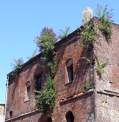 CABI_Invasives's tweet photo. Buddleja is native to China and has been introduced worldwide as an ornamental plant because of its pretty flowers that attract butterflies 🦋🦋🦋
However, it can also be spotted sprouting out of buildings and along railways. https://t.co/etW54TSk34 https://t.co/ZZcyUlrwYt