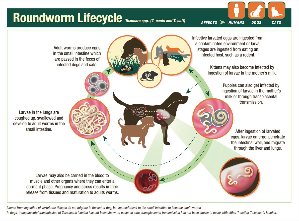 CAPCVet's tweet photo. Roundworms are the most common of the parasitic worms found inside a dog. Almost all dogs become infected with them at some time in their lives, usually as puppies. Roundworms may be contracted in different ways, making them easy to spread and hard to control. https://t.co/rlUHFe7SGQ