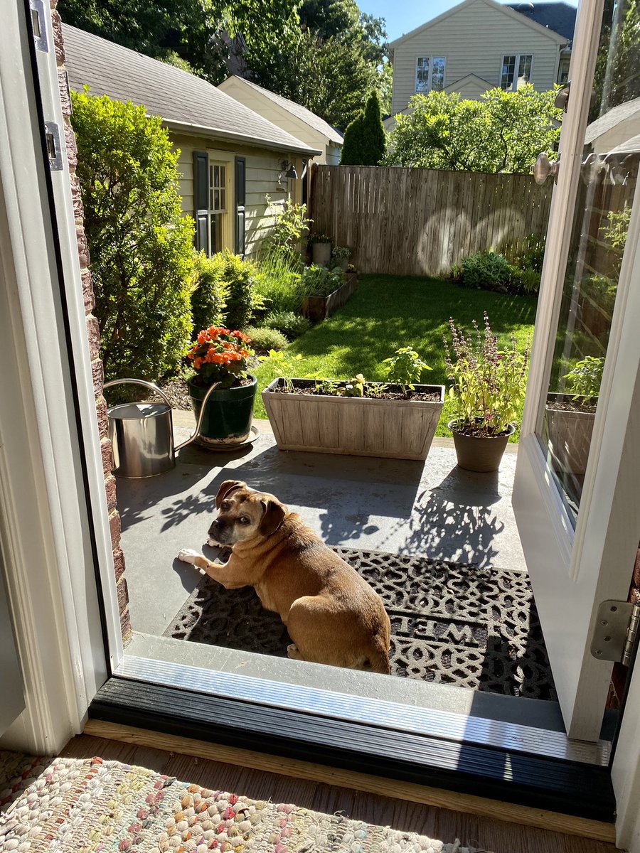 It’s a good day to be a puggle 🐶