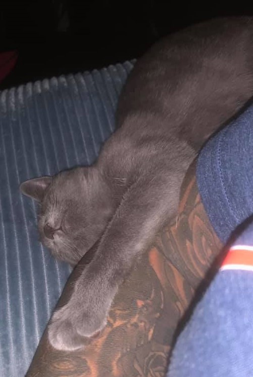meowcocat's tweet photo. Meet our MeowCo Cat of the Month Winner Moggie! Isn't she just purrfect!?! 
#meowcocatofthemonth #WinnerWinner #CatsOfTwitter https://t.co/UAmFFqvfeG