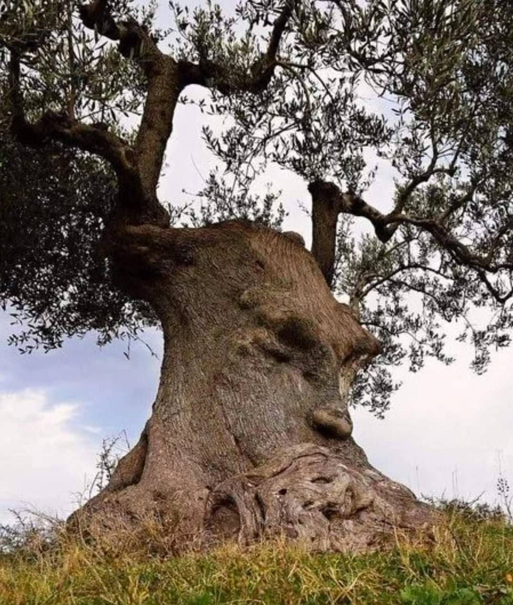 TentipiTents's tweet photo. Is This the Most Unusual Looking #OliveTree You've Ever Seen? The #thinkingtree from Italy. via @GreenpeaceUK
https://t.co/hF7aoiibvW https://t.co/yEio2UCtkt