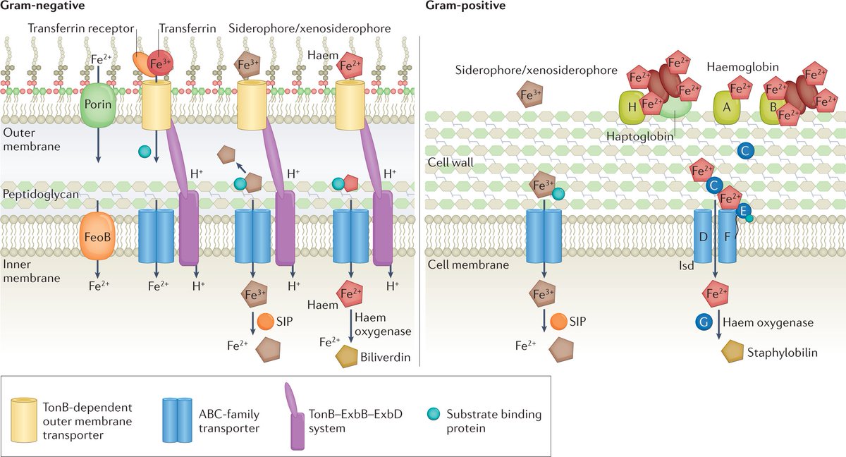 Nature Reviews Microbiology (@naturerevmicro) on Twitter photo Nutritional immunity: the battle for nutrient metals at the host–pathogen interface
rdcu.be/cO3AO
<a href="/EricSkaar/">Eric Skaar</a> and <a href="/cait_murdoch/">Caitlin Murdoch, PhD</a> discuss mechanisms by which nutrient metals shape the interactions between bacterial pathogens and animal hosts. Nutritional immunity: the battle for nutrient metals at the host–pathogen interface
rdcu.be/cO3AO
<a href="/EricSkaar/">Eric Skaar</a> and <a href="/cait_murdoch/">Caitlin Murdoch, PhD</a> discuss mechanisms by which nutrient metals shape the interactions between bacterial pathogens and animal hosts.
