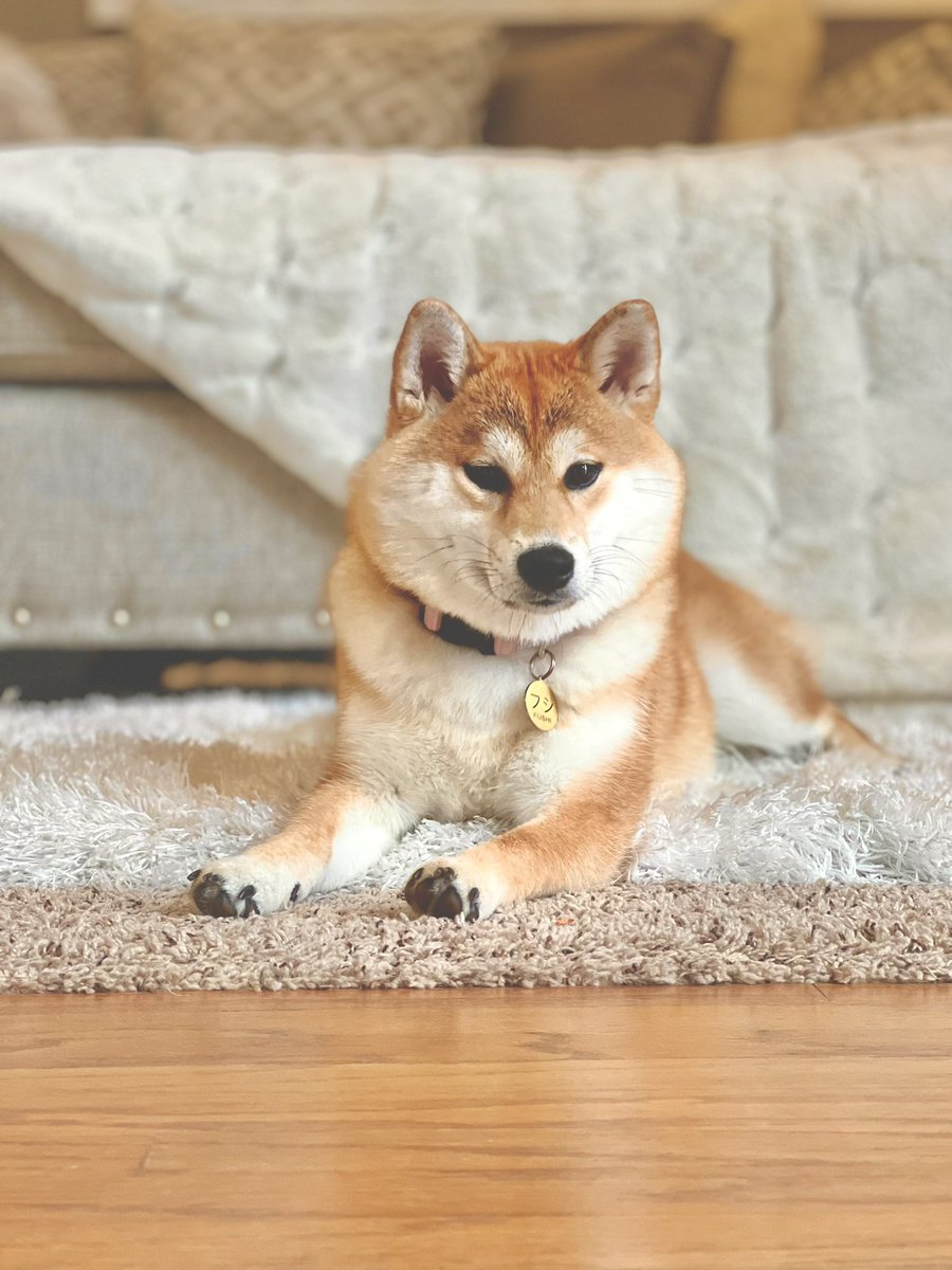 dinetthok2's tweet photo. #FushiHok #Fushi #shibainu #doge https://t.co/2EzLl5hhcD