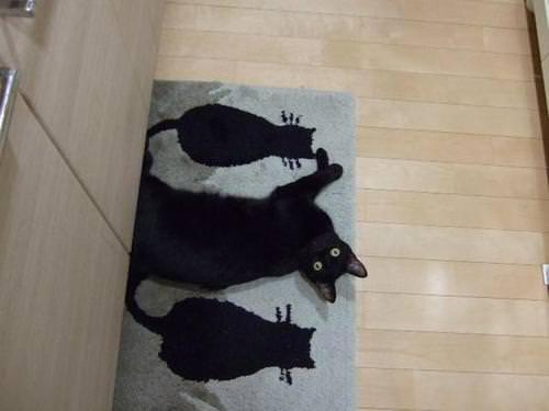 Thereisnocat_'s tweet photo. https://t.co/QJ7BaSt3TJ