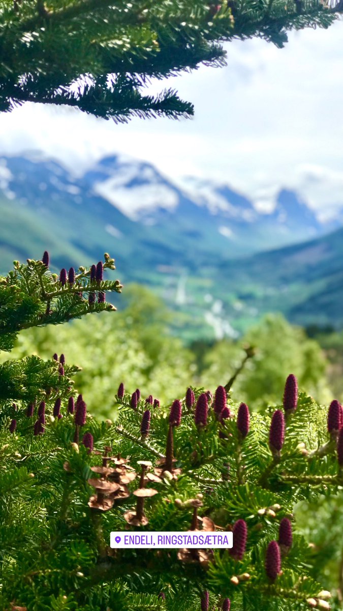 Pinse på #standafjellet #sunnmøre