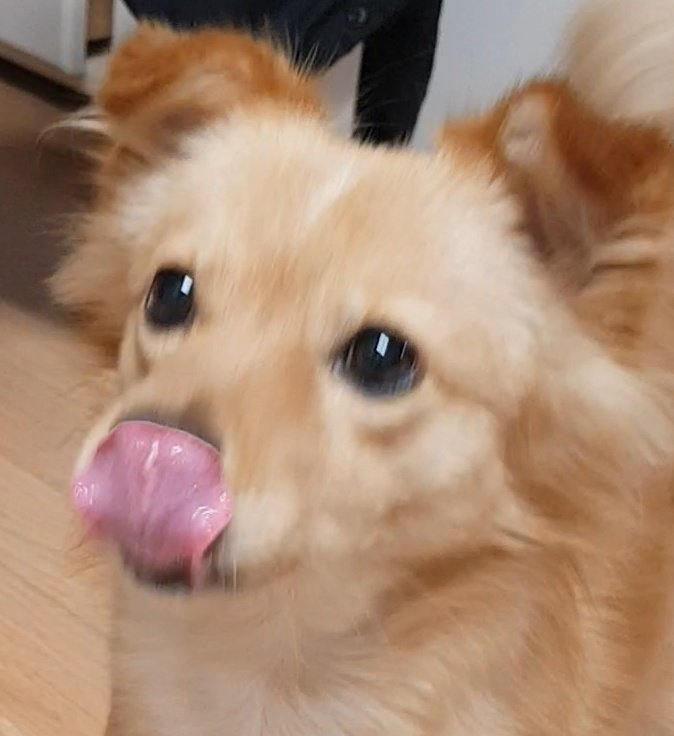 형님 저녀석 안경에 코도장 찍어버립시다