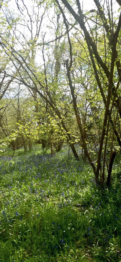 A quiet joy & sense of stillness settling as I look forward to this beautiful concert of song & folklore celebrating our relationship with trees @samleesong & @jondrori. Tune in online or soak up the wonder in-person tomorrow @JW3London: jw3.org.uk/whats-on/song-…