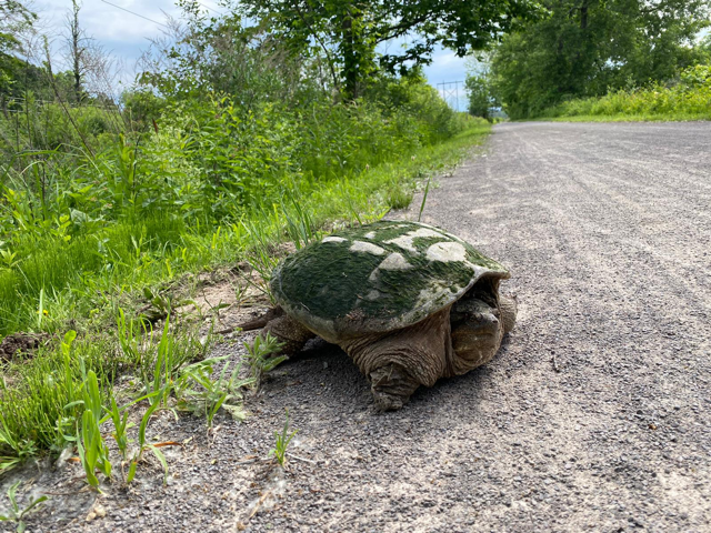 UKRedSFS's tweet photo. Start of day two - check out those smiling faces!! As you can see the team are meeting some of the local wildlife - Kowabunga!!
#RLcares #UKRED #Empire500 https://t.co/8z1WyVitka