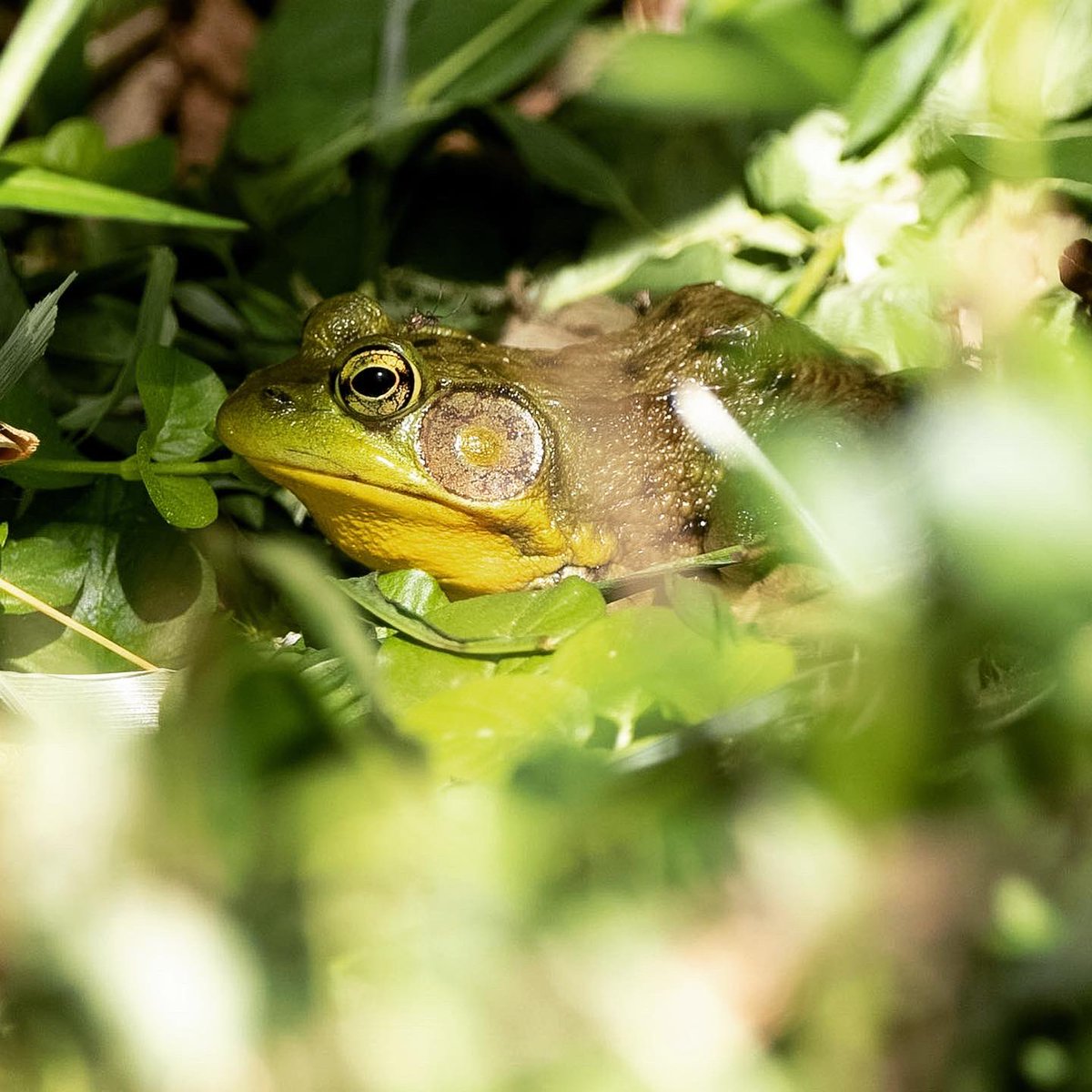 Venkatron tweet media