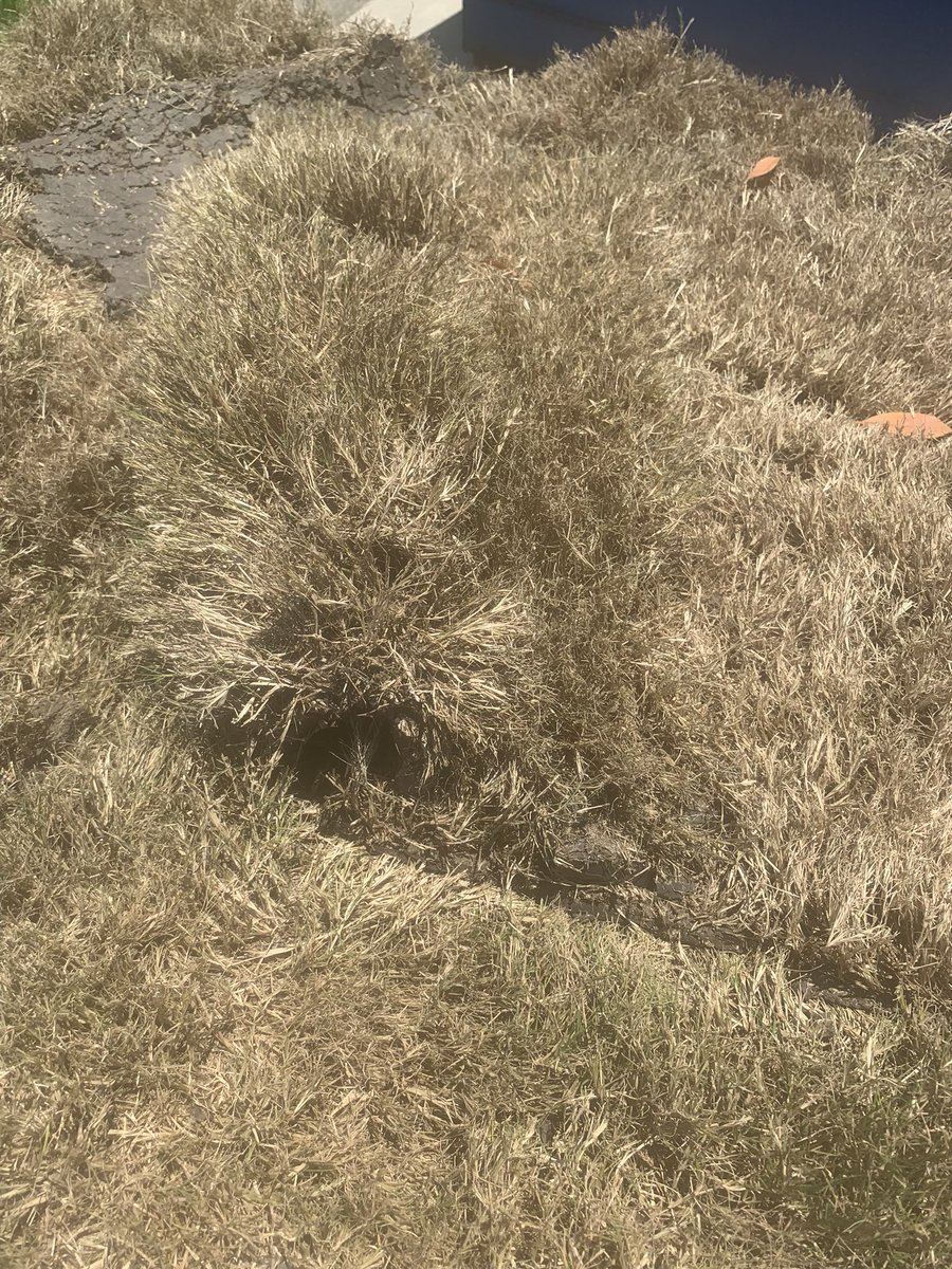 Jgrove37's tweet photo. Dear lord, @KingRanchTurf! Y’all can do better! I cant believe your Katy store delivered this and expects our world-class grounds crew to use this on our fields. You can do better than this. #Deadgrass https://t.co/pIaVpfhCKF