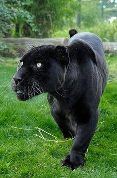 Tokensosamazon1's tweet photo. Meet the Black Jaguar!  🐈‍⬛

This great predator is able to reach its prey even high in the trees!

Very territorial he sets up ambushes and attacks his targets with a strong bite to the skull… 😱

 A very docile kitten isn't it?  😂 https://t.co/AxtxTFm1iC https://t.co/BNBYTgD7tr
