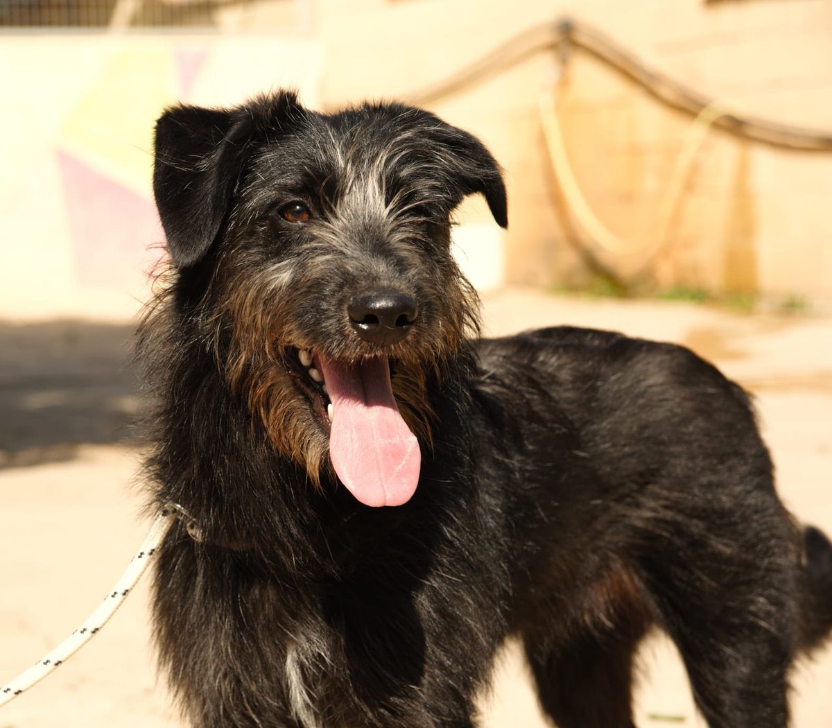 protemalaga's tweet photo. ¡Roma!
Mestiza, 8 meses, grande.
Cariñosa, agradecida, juguetona, alegre y divertida. Se lleva genial con todos los perros con los que le encanta jugar. Sería una gran compañera de juegos de los niños por su nobleza y sociabilidad. Apta con gatos.
📩 moduloa@protectoramalaga.com https://t.co/RsbFvTxVew