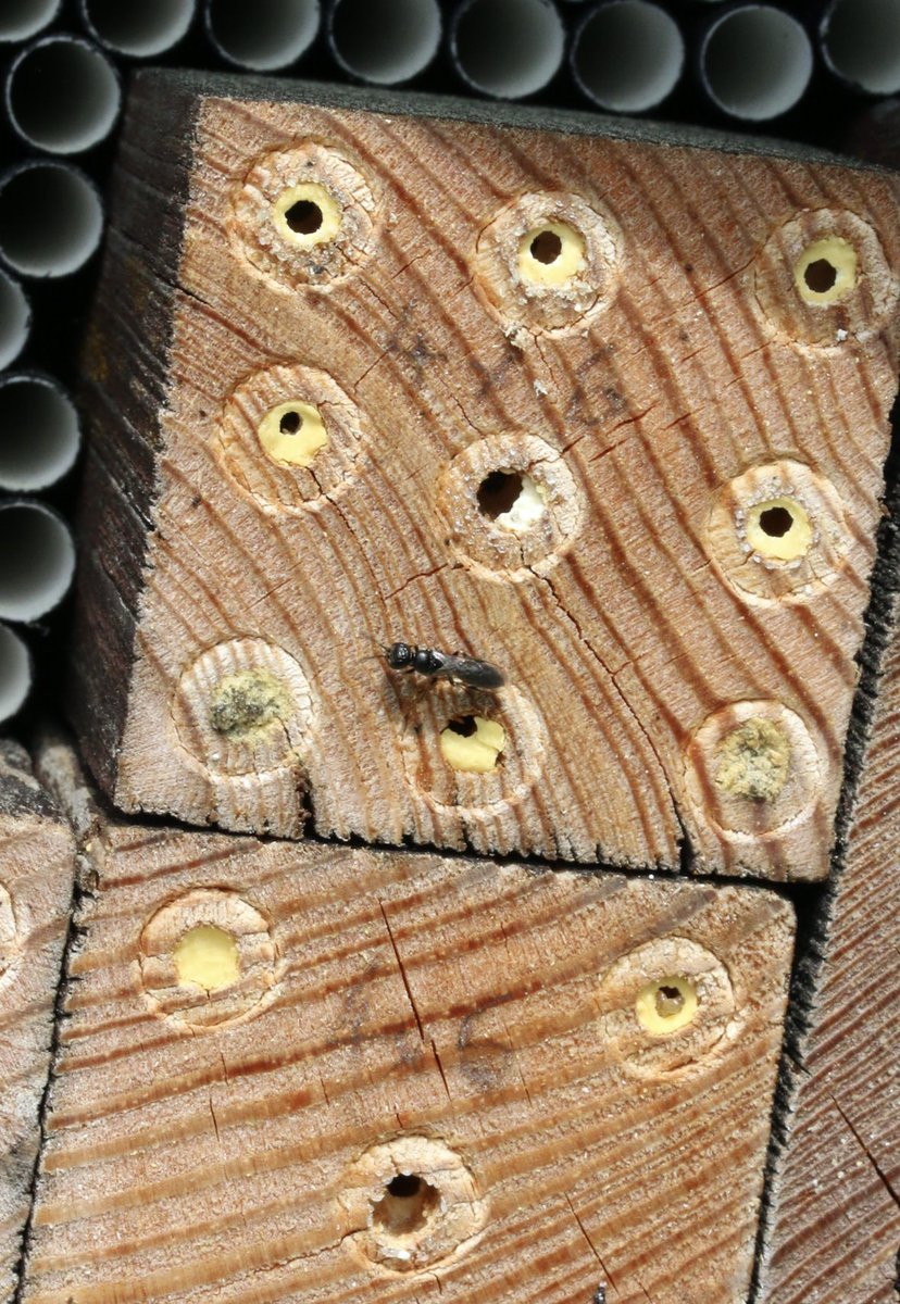 Dzeinis's tweet photo. Dzīve nav rožu dārzs - #beeHotel numuriņi uzlauzti un iemītnieki - laikam jau tiek apēsti... Ne visi prieki beidzas priecīgi https://t.co/Q0EKTskzUe