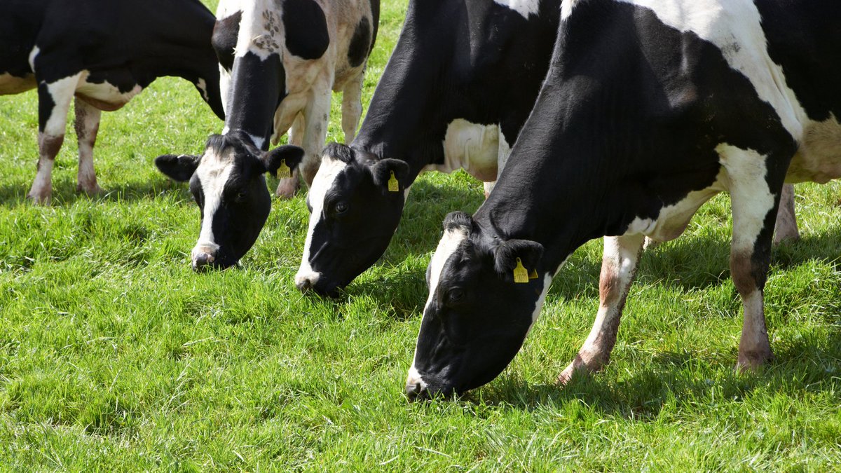 📢Calling all #beef, #dairy, #sheep, #poultry, or #pig farmers! Have your say on a future <a href="/DefraGovUK/">Defra UK</a> #animalwelfare payment scheme by taking our survey📝⬇
surveys.qaresearch.co.uk/public.asp
🐖🐔🐄🐑