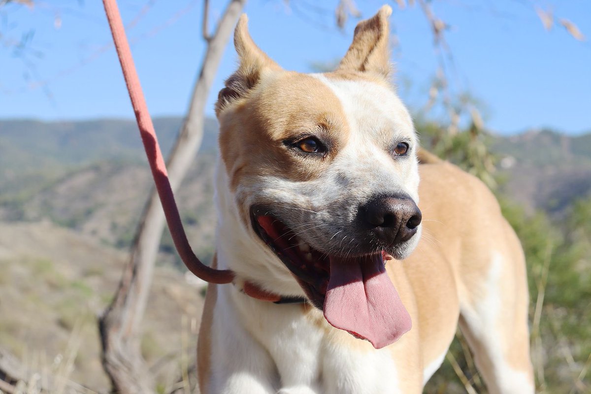 protemalaga's tweet photo. Rabel, 3 años, tamaño grande.
Es un perro muy activo que necesita actividad física y mental en su día a día. Es sociable con perros con una buena introducción y cariñoso.
Correo: moduloc@protectoramalaga.com https://t.co/3qkfDLiEyi