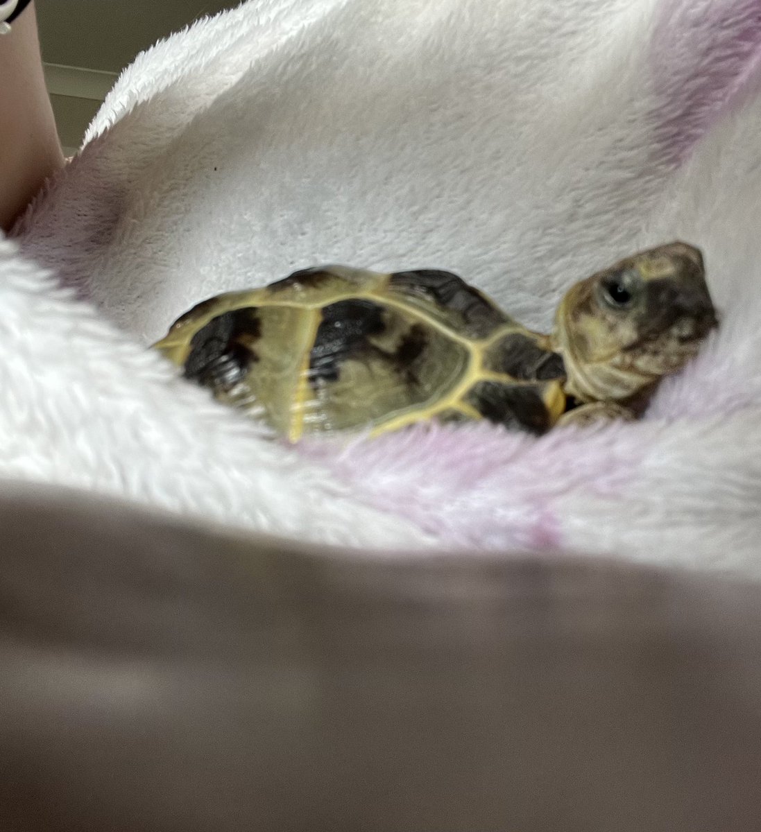 pedals121's tweet photo. Another snuggly day - too cold to go out again - but snuggling on the blanket is the next best thing! 🐢😀💚 #cosy #comebacksun https://t.co/3M3H4GqcmD