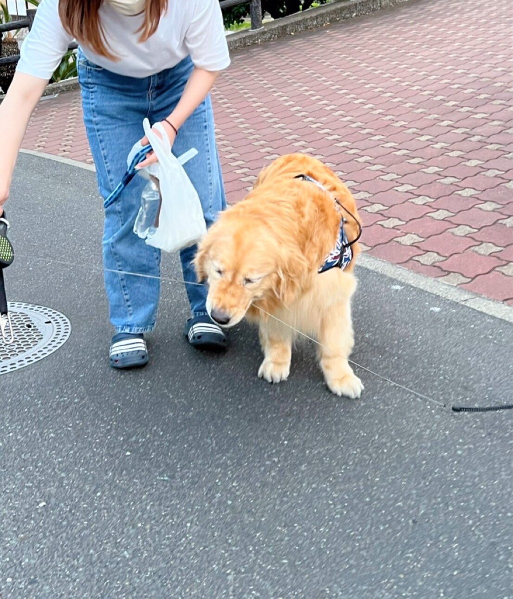 bnt_6262's tweet photo. あろたん…
ロイたんの事そんなに嫌い？🥲笑
リードを噛み切ろうと…
そんなの誰が教えたの？？🥲笑笑

#ゴールデンレトリバー
#ミニチュアシュナウザー
#あろたんろいたん
#犬の居る暮らし
#わんちゃんとお散歩
#ライバル
#癒し

ロイたんは自由になりたいのです！ https://t.co/HyM6E2b3L7
