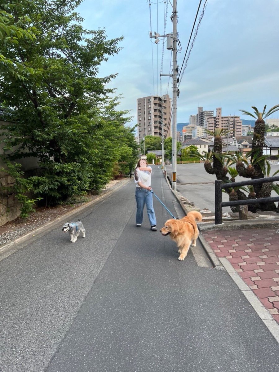 bnt_6262's tweet photo. あろたん…
ロイたんの事そんなに嫌い？🥲笑
リードを噛み切ろうと…
そんなの誰が教えたの？？🥲笑笑

#ゴールデンレトリバー
#ミニチュアシュナウザー
#あろたんろいたん
#犬の居る暮らし
#わんちゃんとお散歩
#ライバル
#癒し

ロイたんは自由になりたいのです！ https://t.co/HyM6E2b3L7
