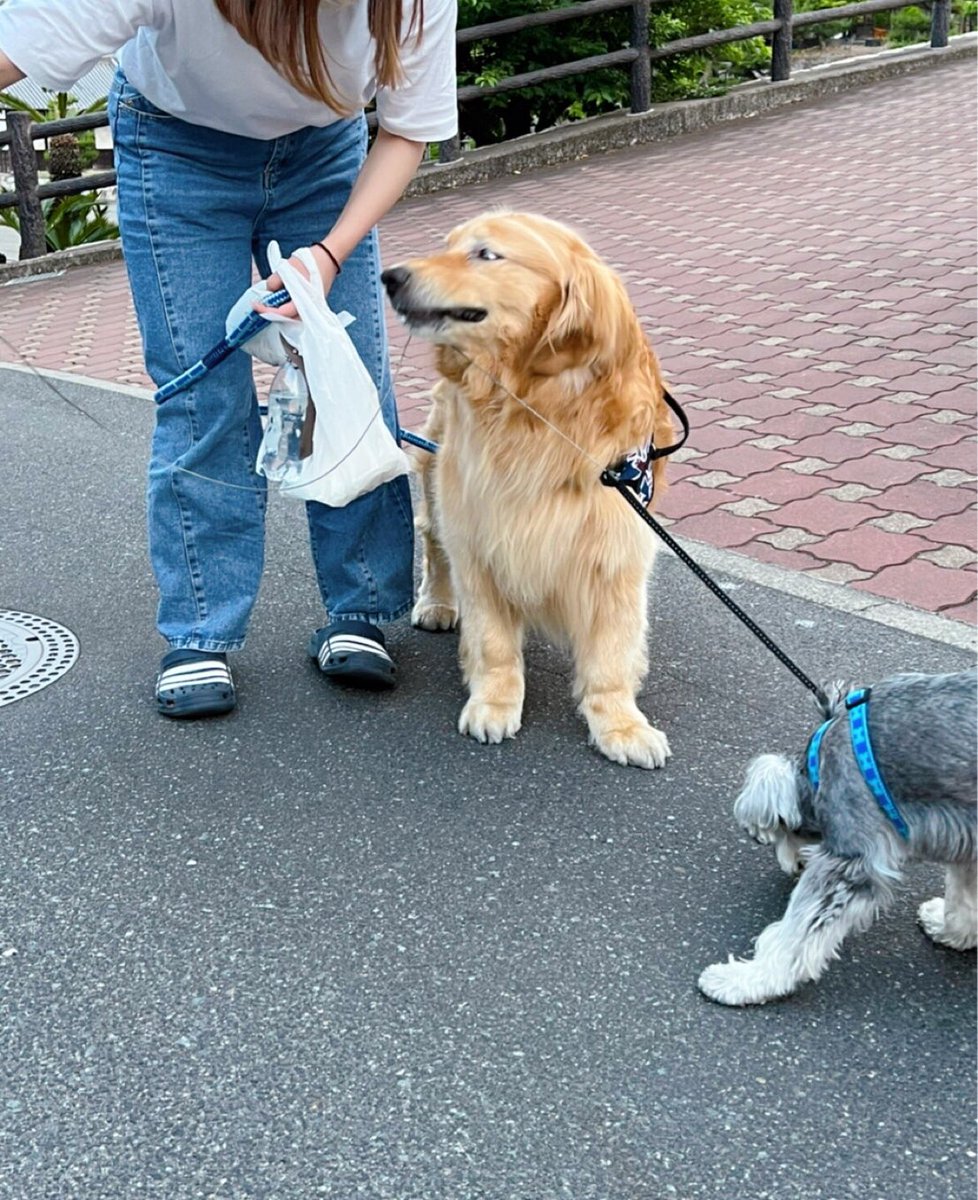 bnt_6262's tweet photo. あろたん…
ロイたんの事そんなに嫌い？🥲笑
リードを噛み切ろうと…
そんなの誰が教えたの？？🥲笑笑

#ゴールデンレトリバー
#ミニチュアシュナウザー
#あろたんろいたん
#犬の居る暮らし
#わんちゃんとお散歩
#ライバル
#癒し

ロイたんは自由になりたいのです！ https://t.co/HyM6E2b3L7